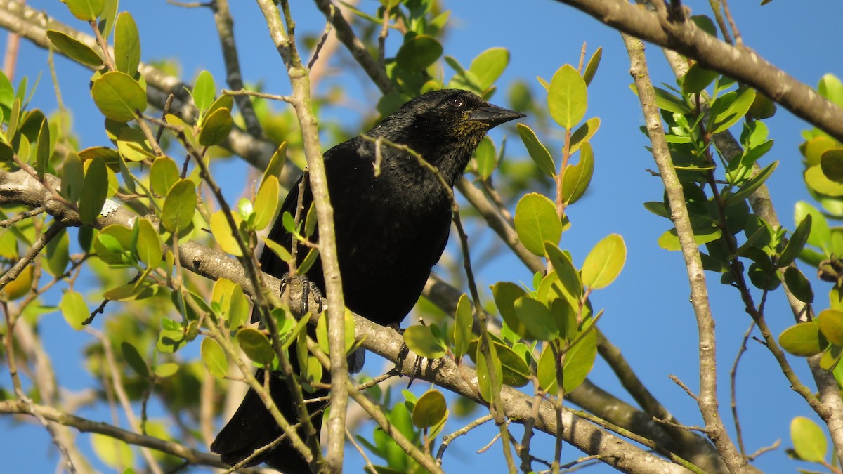 Austral Blackbird - ML613732182