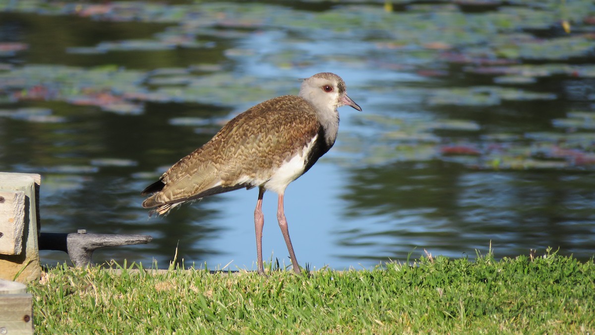 Southern Lapwing - ML613732242