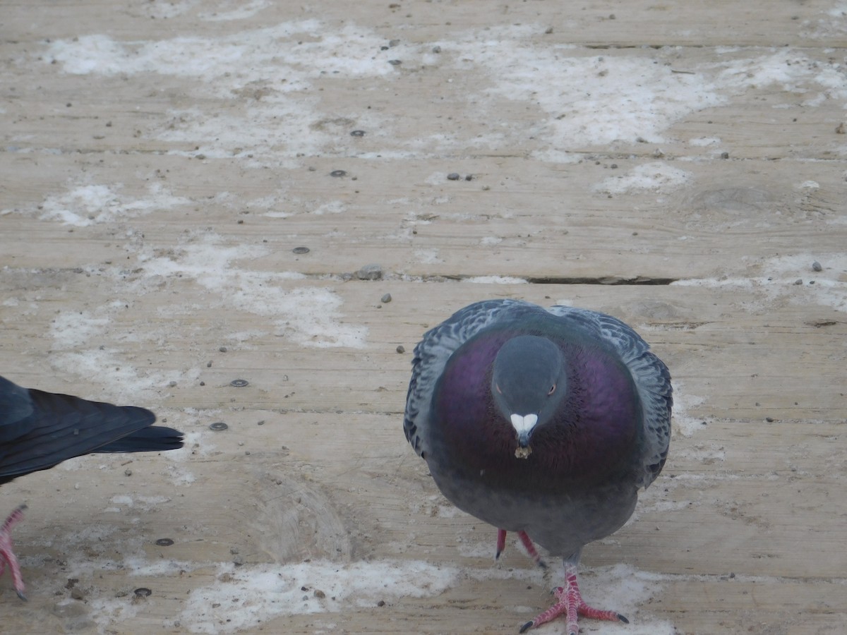 Rock Pigeon (Feral Pigeon) - ML613732246