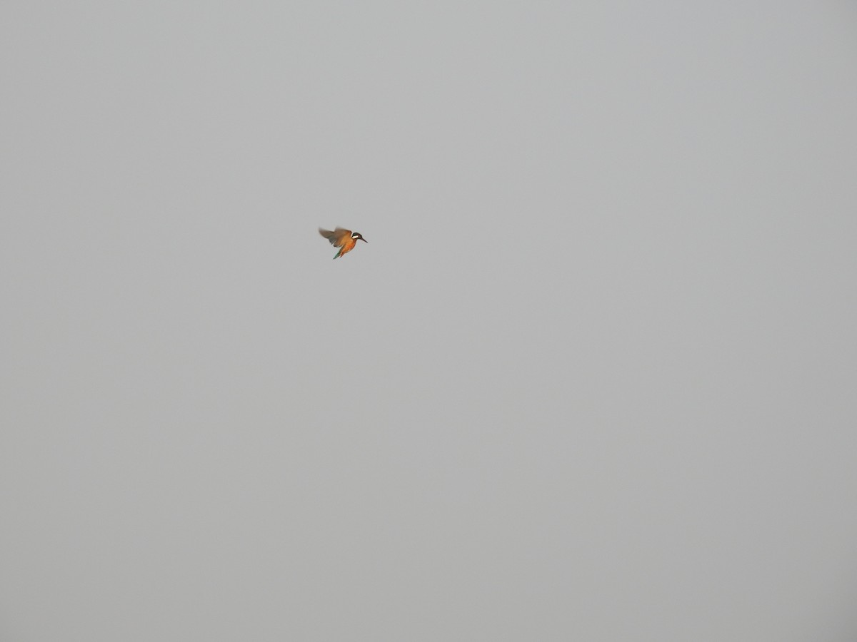 Номин шогшир - ML613732251