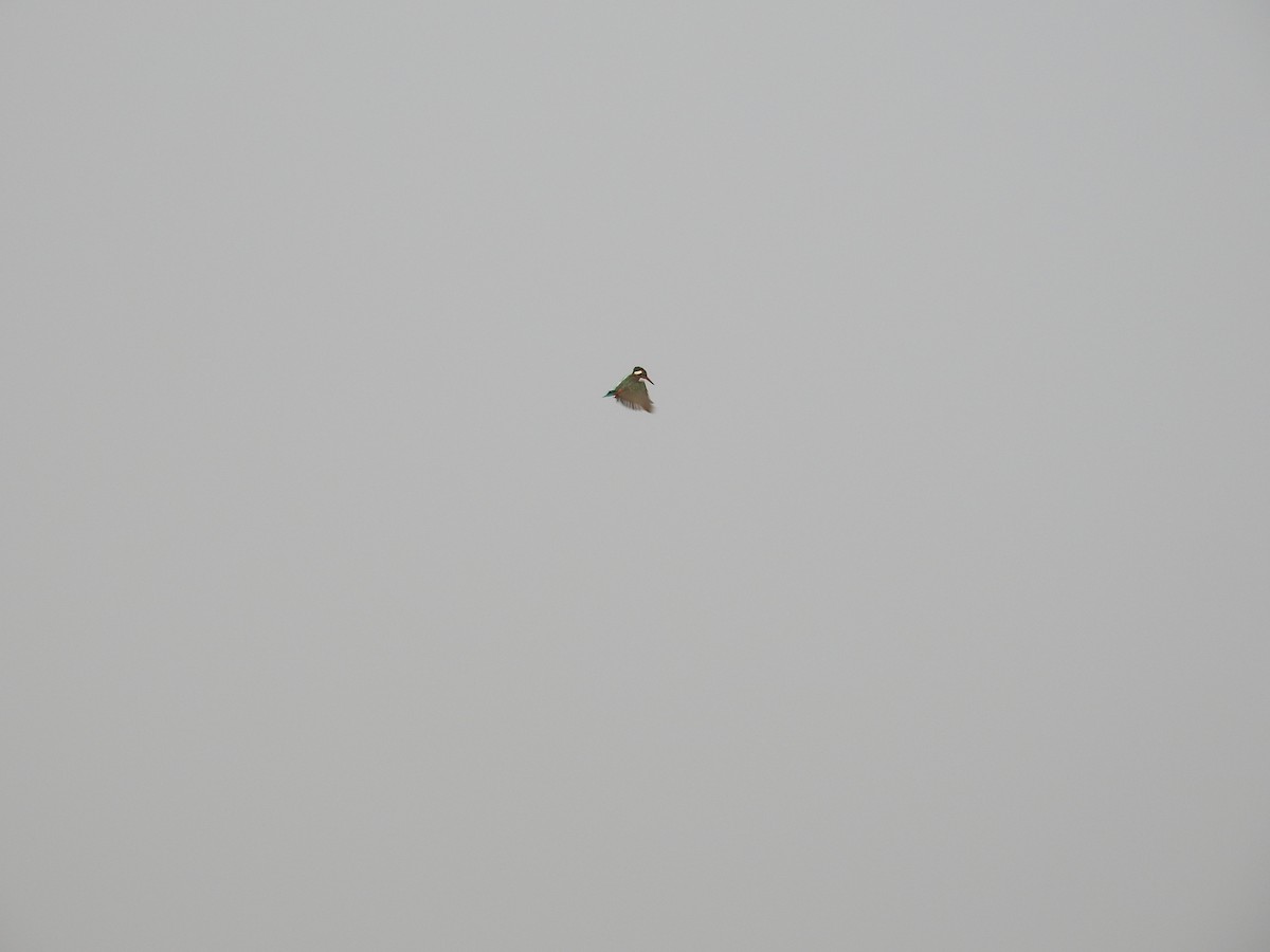 Номин шогшир - ML613732256