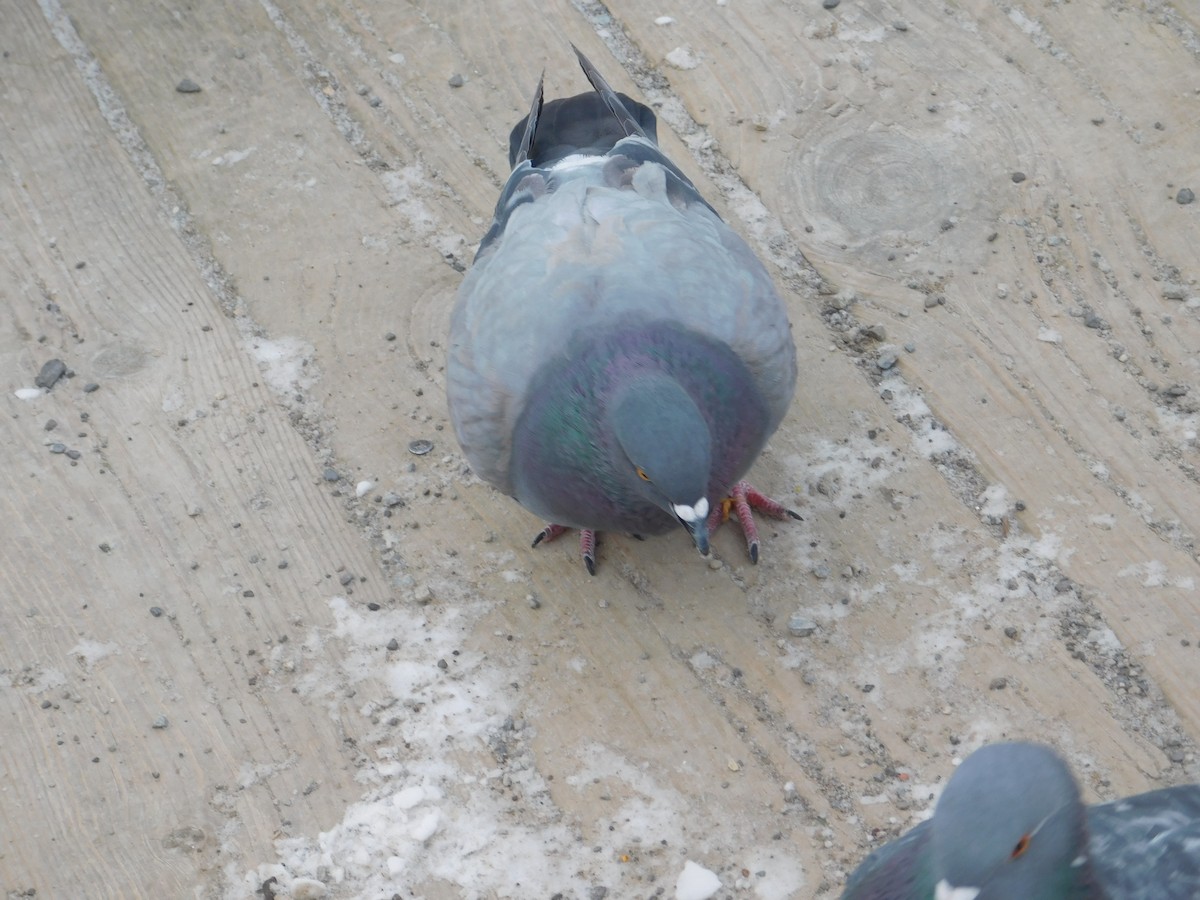 Rock Pigeon (Feral Pigeon) - ML613732258