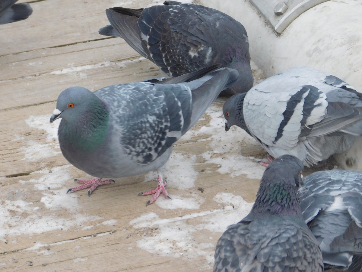 Rock Pigeon (Feral Pigeon) - ML613732262