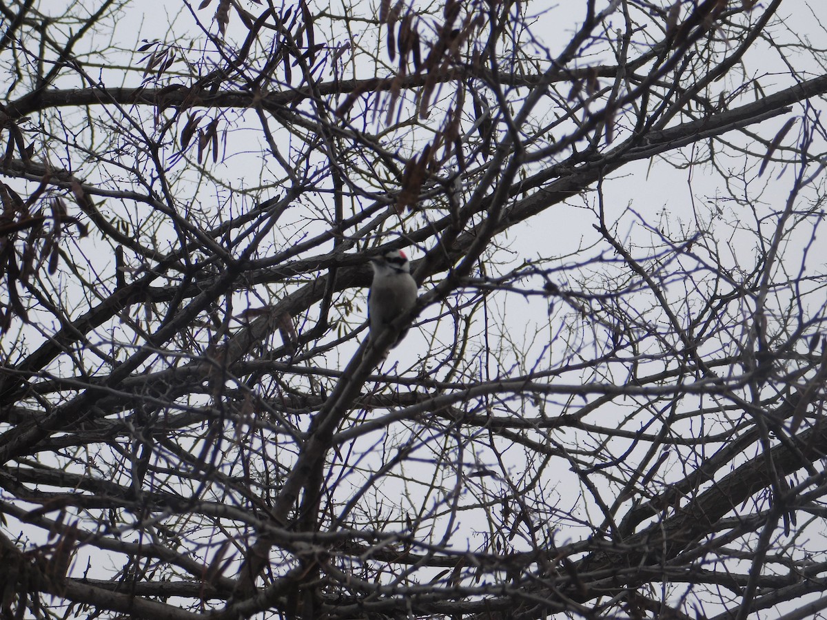 Downy Woodpecker - Arrow Z L