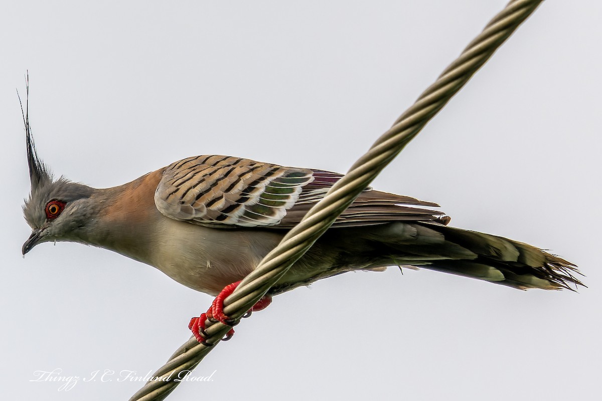 Crested Pigeon - ML613732295