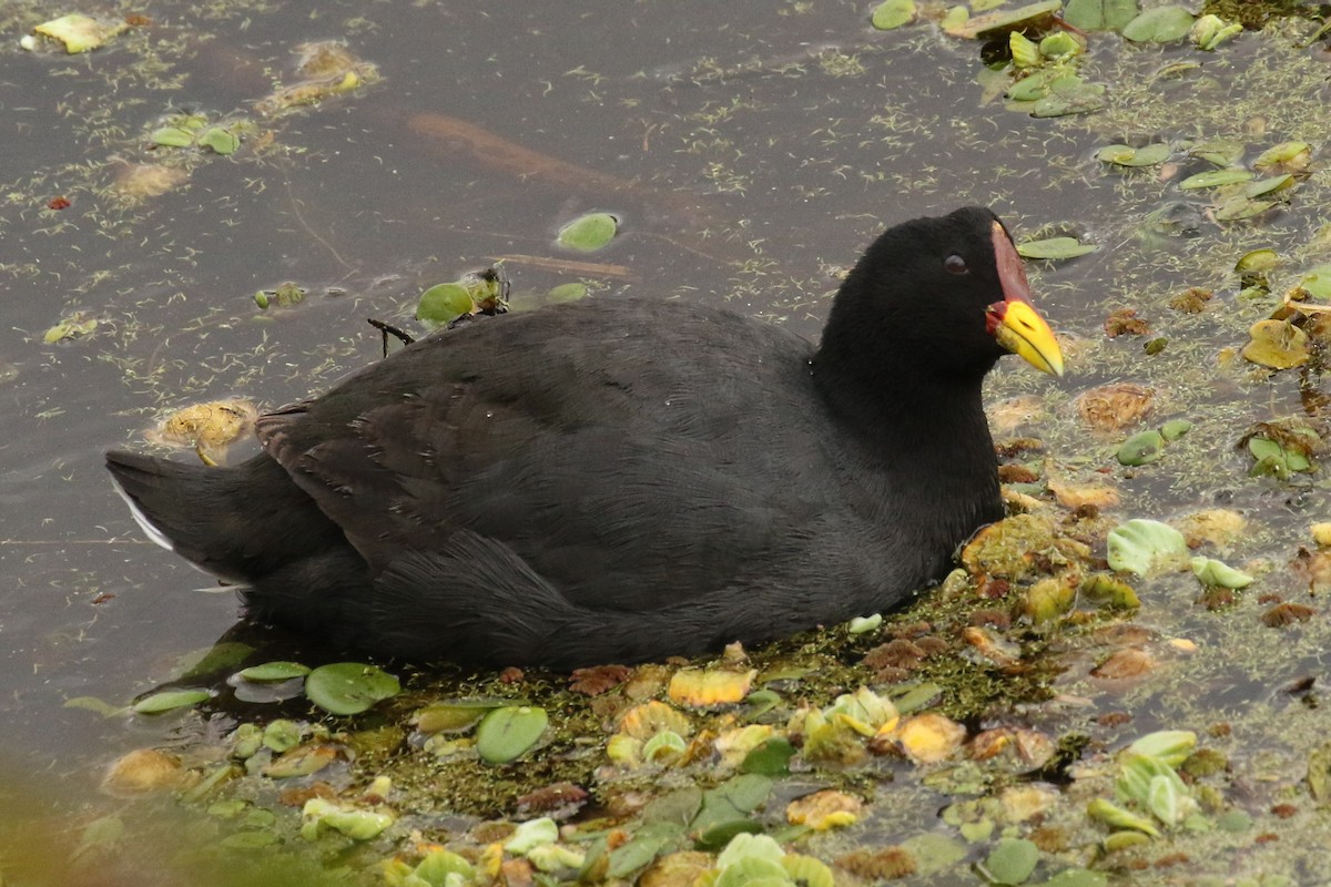 Red-fronted Coot - ML613732306