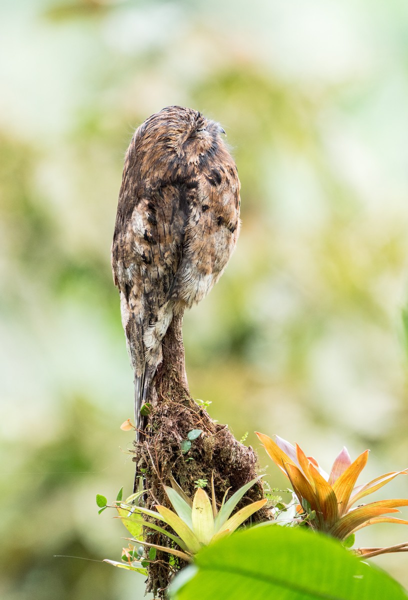 Common Potoo - Stephen Menzie