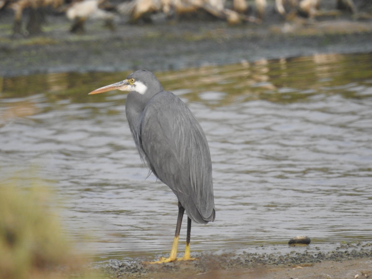 Western Reef-Heron - ML613732323