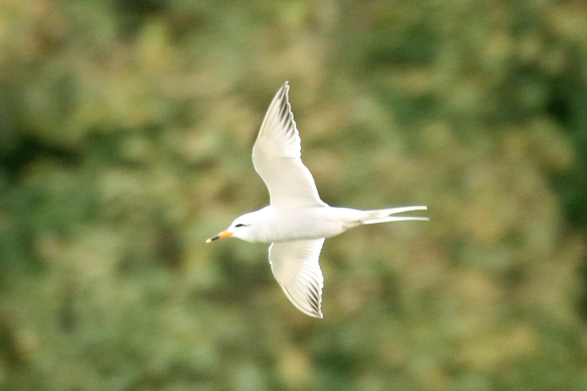 Snowy-crowned Tern - ML613732329