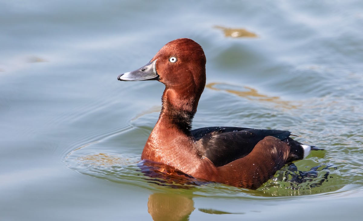 Ferruginous Duck - ML613732379