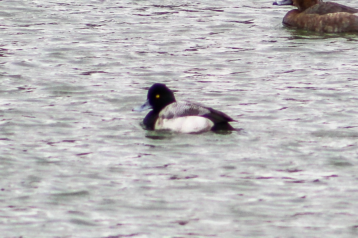 Lesser Scaup - ML613732468