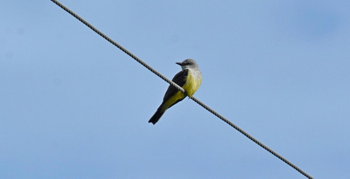 Western Kingbird - ML613732538