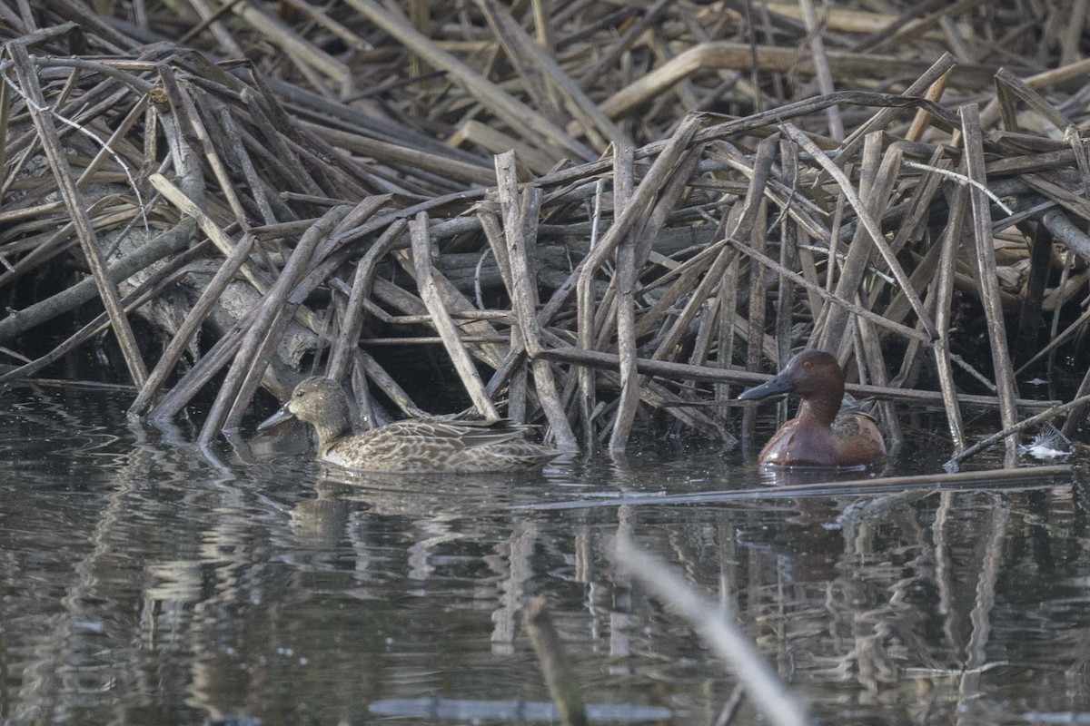 Cinnamon Teal - ML613732613