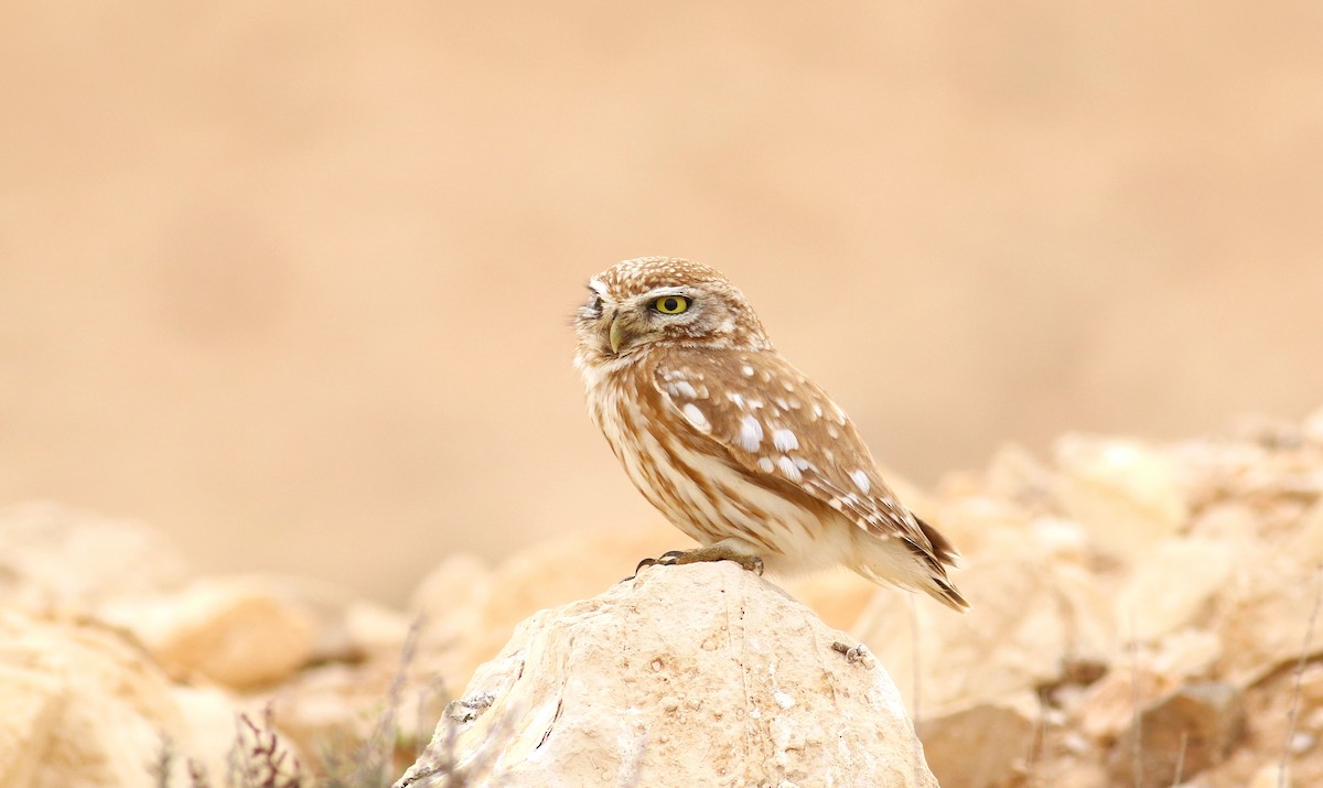 Little Owl (Lilith) - ML613732661