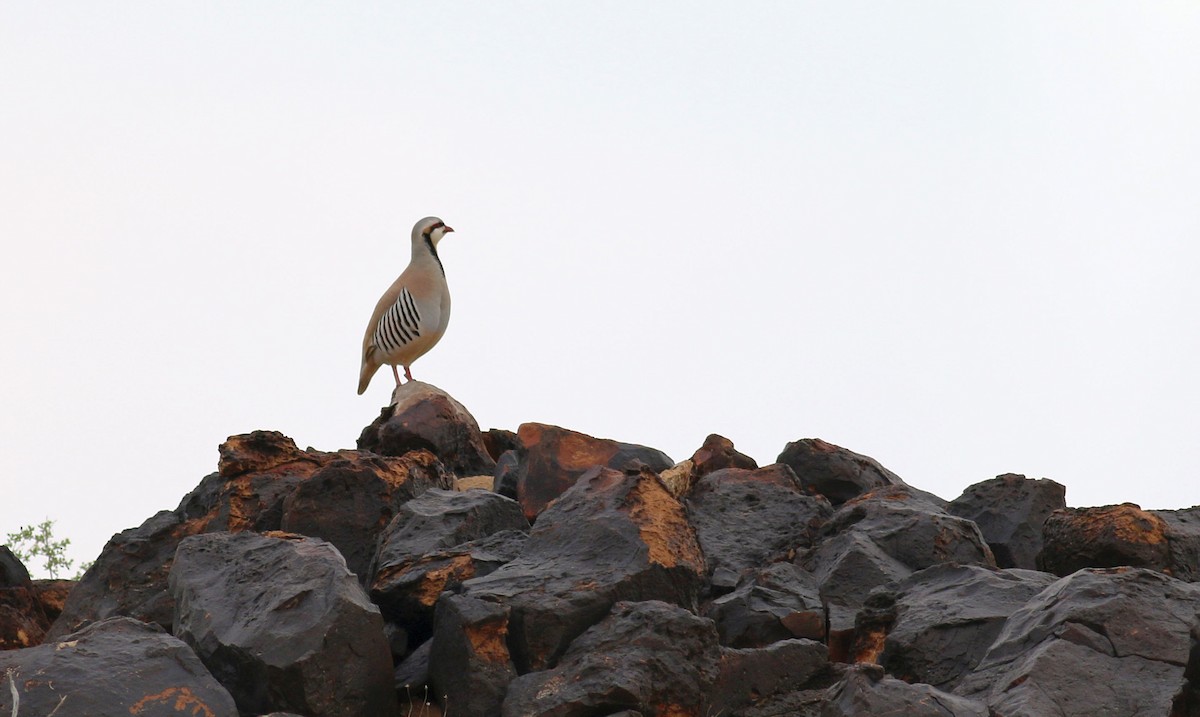 Chukar - ML613732677