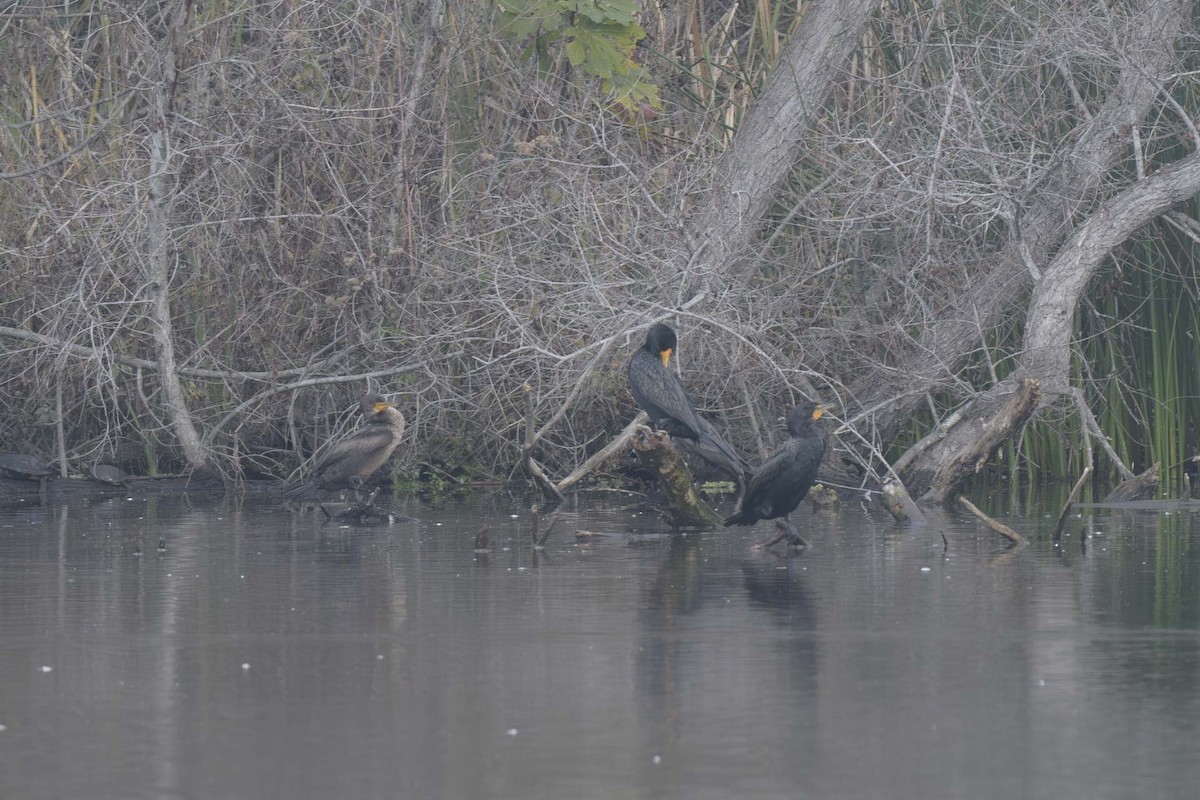 Double-crested Cormorant - ML613732696