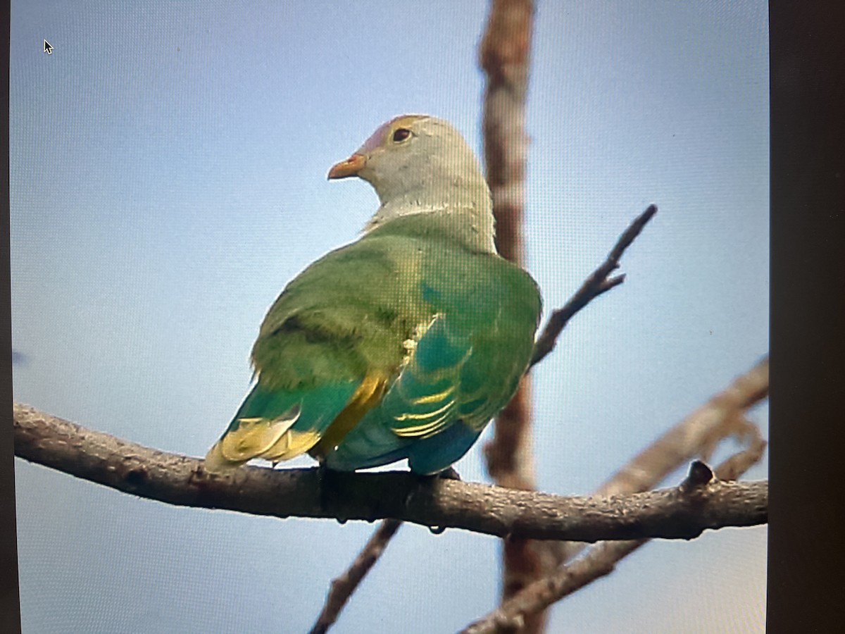 Raiatea Fruit-Dove - ML613732700