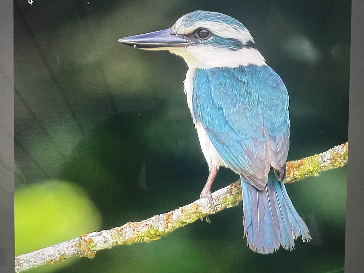 Chattering Kingfisher - Douglas Faulder