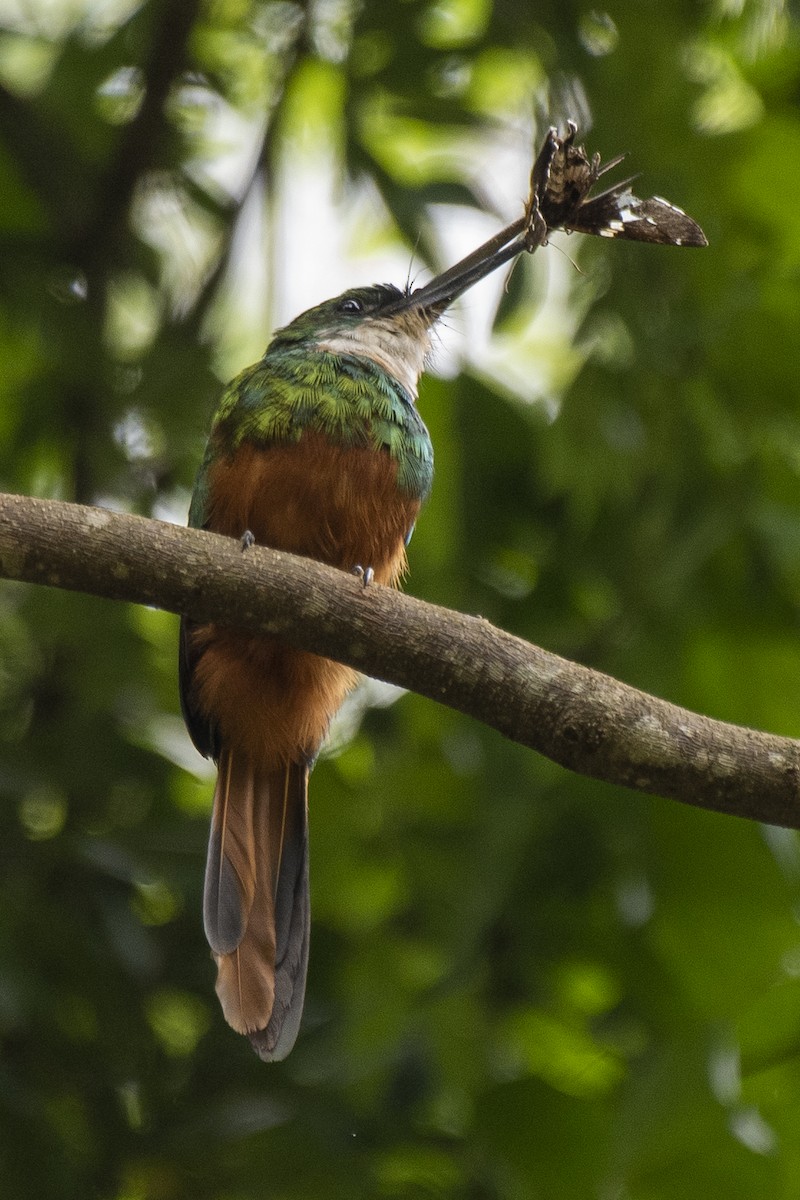 Rufous-tailed Jacamar - Luiz Carlos Ramassotti