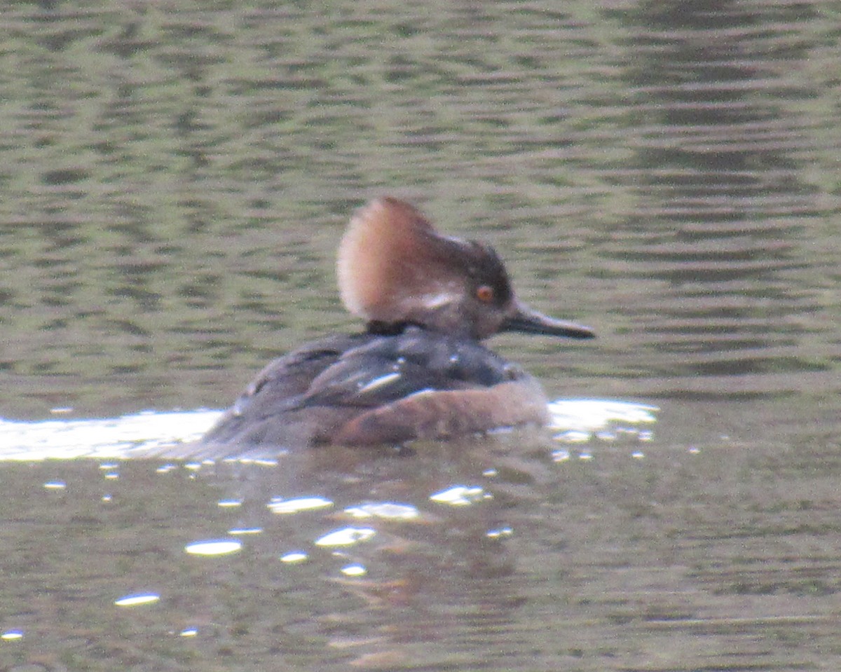 Hooded Merganser - ML613732778