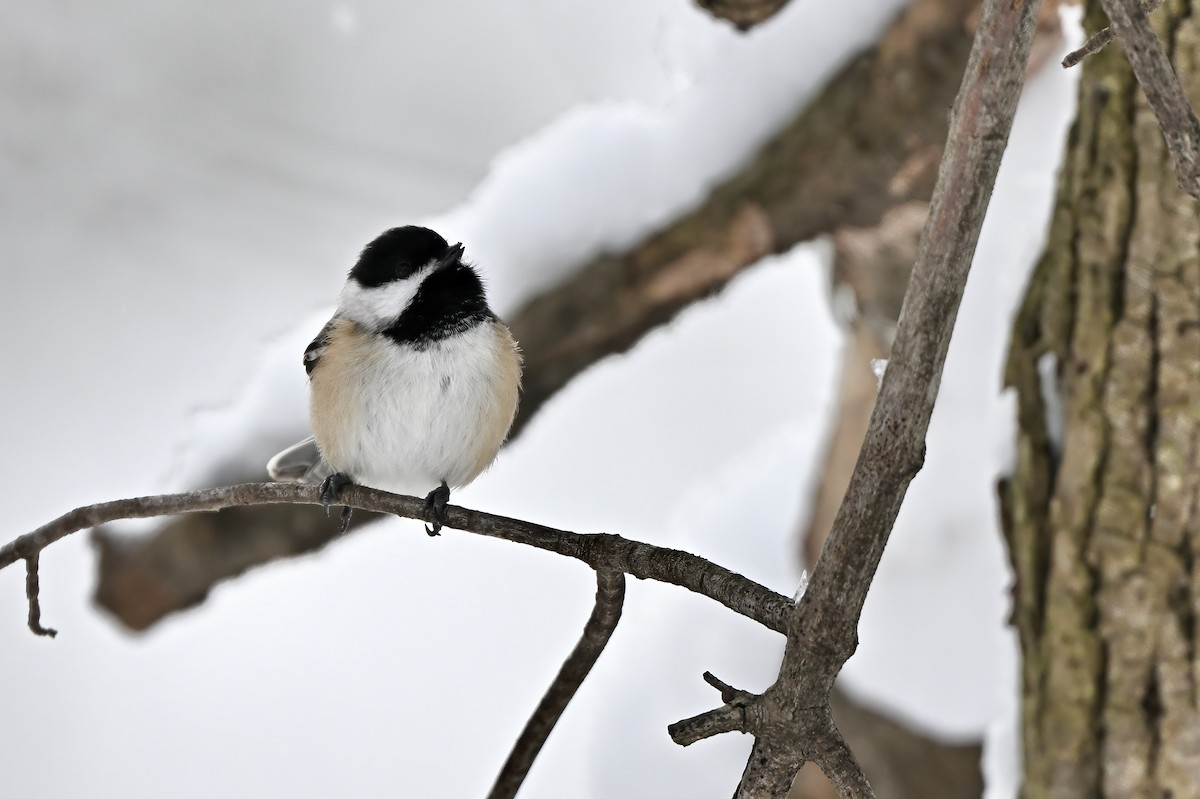 Black-capped Chickadee - ML613732885