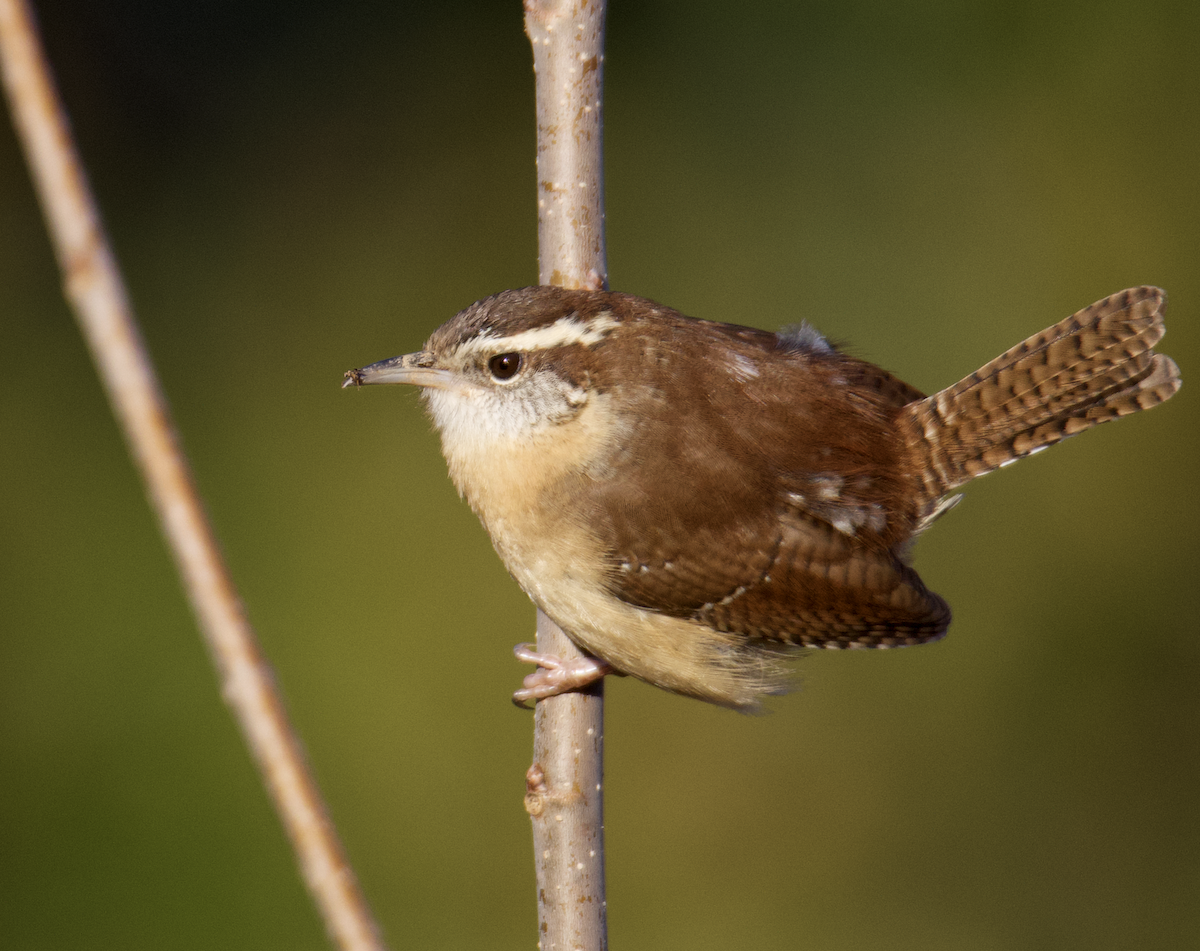 Carolina Wren - ML613732902