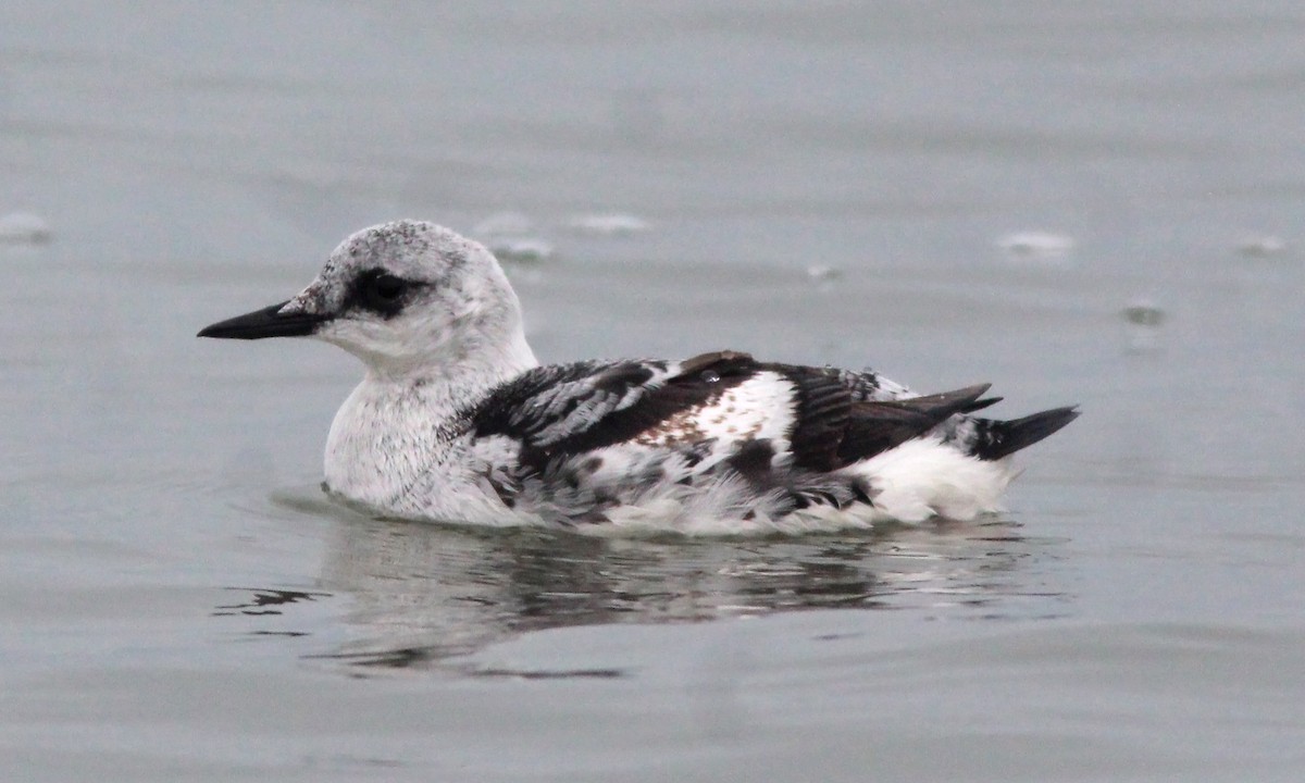 Black Guillemot - ML613732931