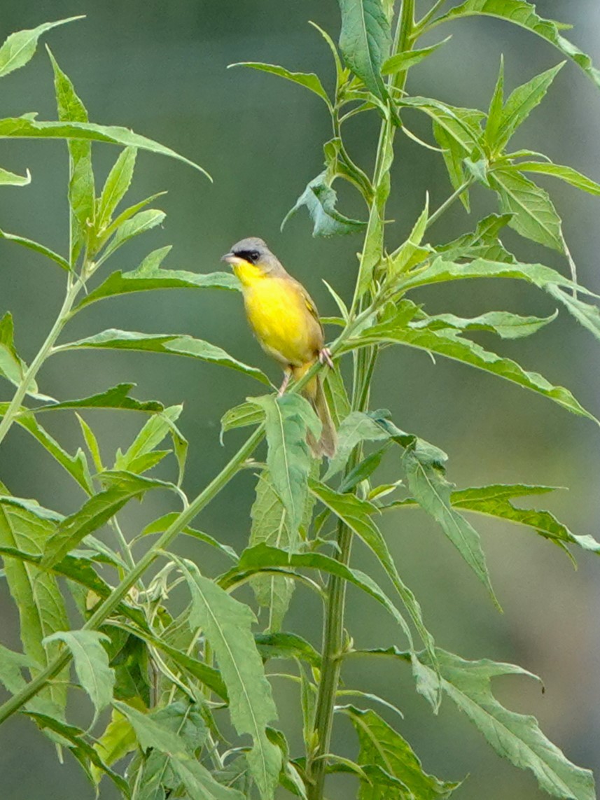 Gray-crowned Yellowthroat - Diane Seeberger