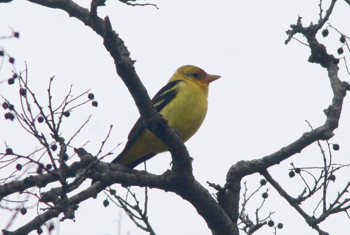 Western Tanager - ML613732990