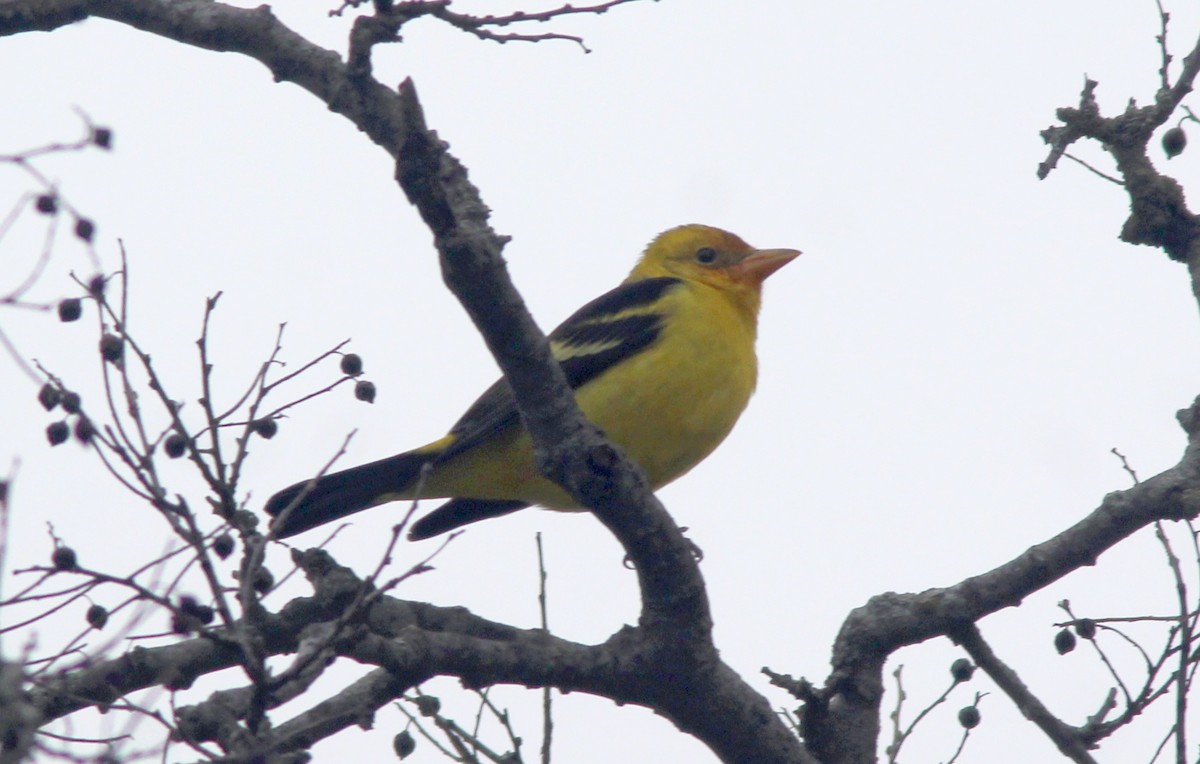 Western Tanager - Tom Smith