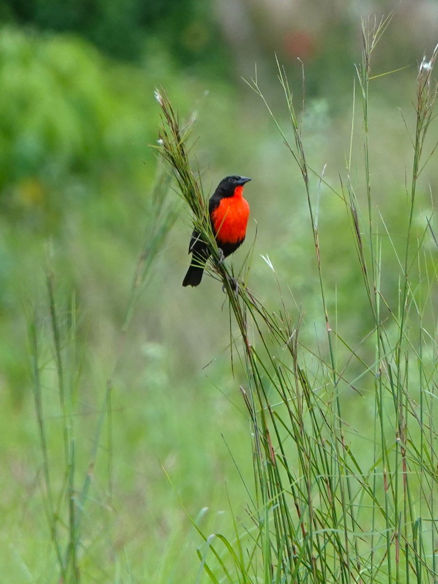 Red-breasted Meadowlark - Diane Seeberger