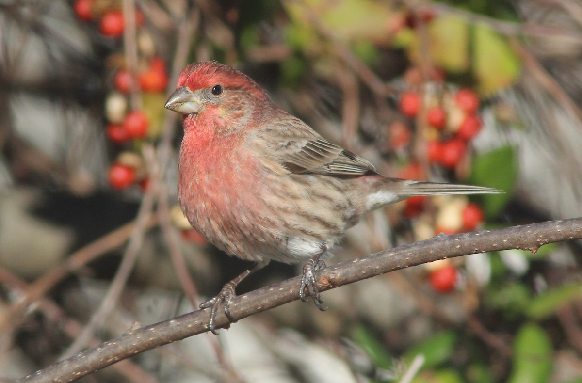 House Finch - ML613733027