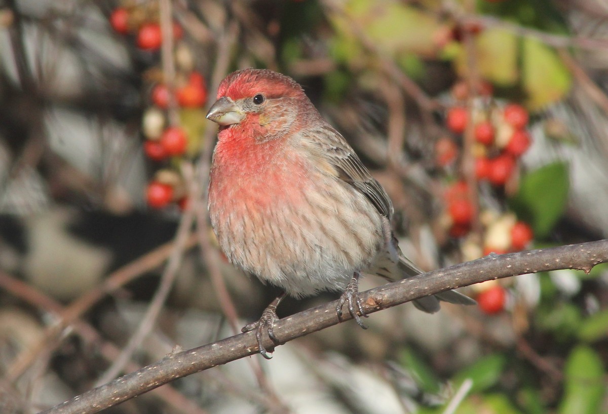 House Finch - ML613733028