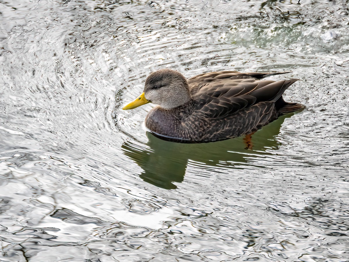 American Black Duck - ML613733034