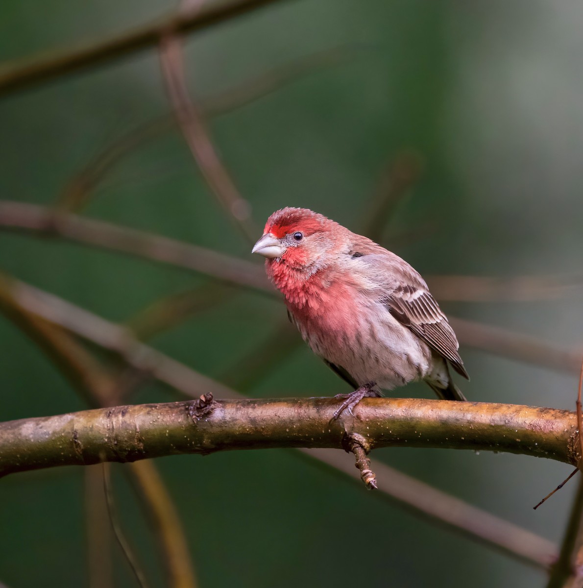 House Finch - ML613733110