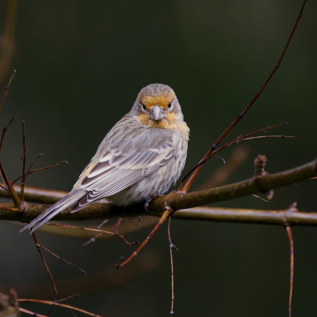 House Finch - ML613733111