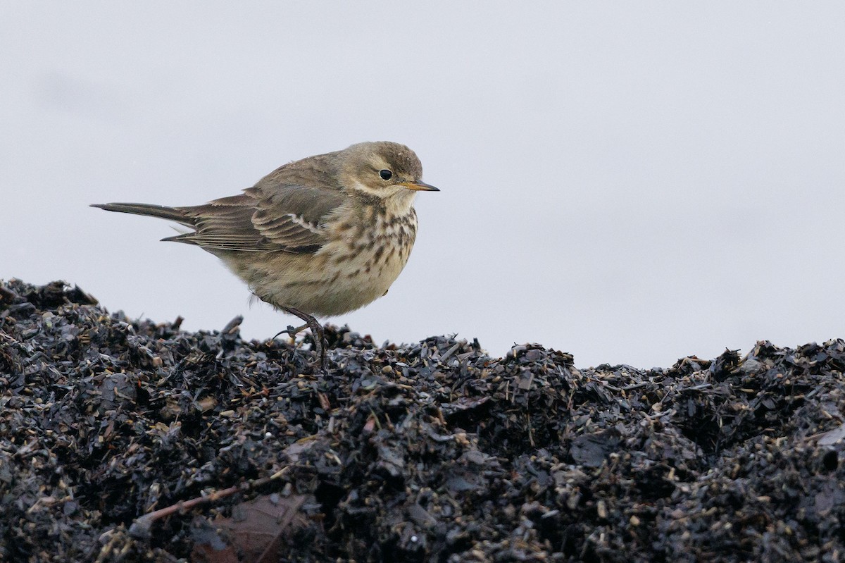 American Pipit - ML613733127