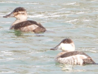 Ruddy Duck - ML613733151