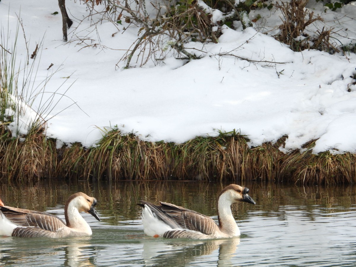 Domestic goose sp. (Domestic type) - ML613733189