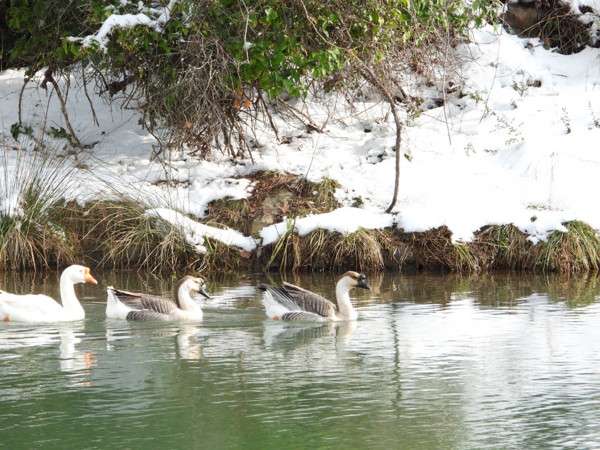 Domestic goose sp. (Domestic type) - ML613733220