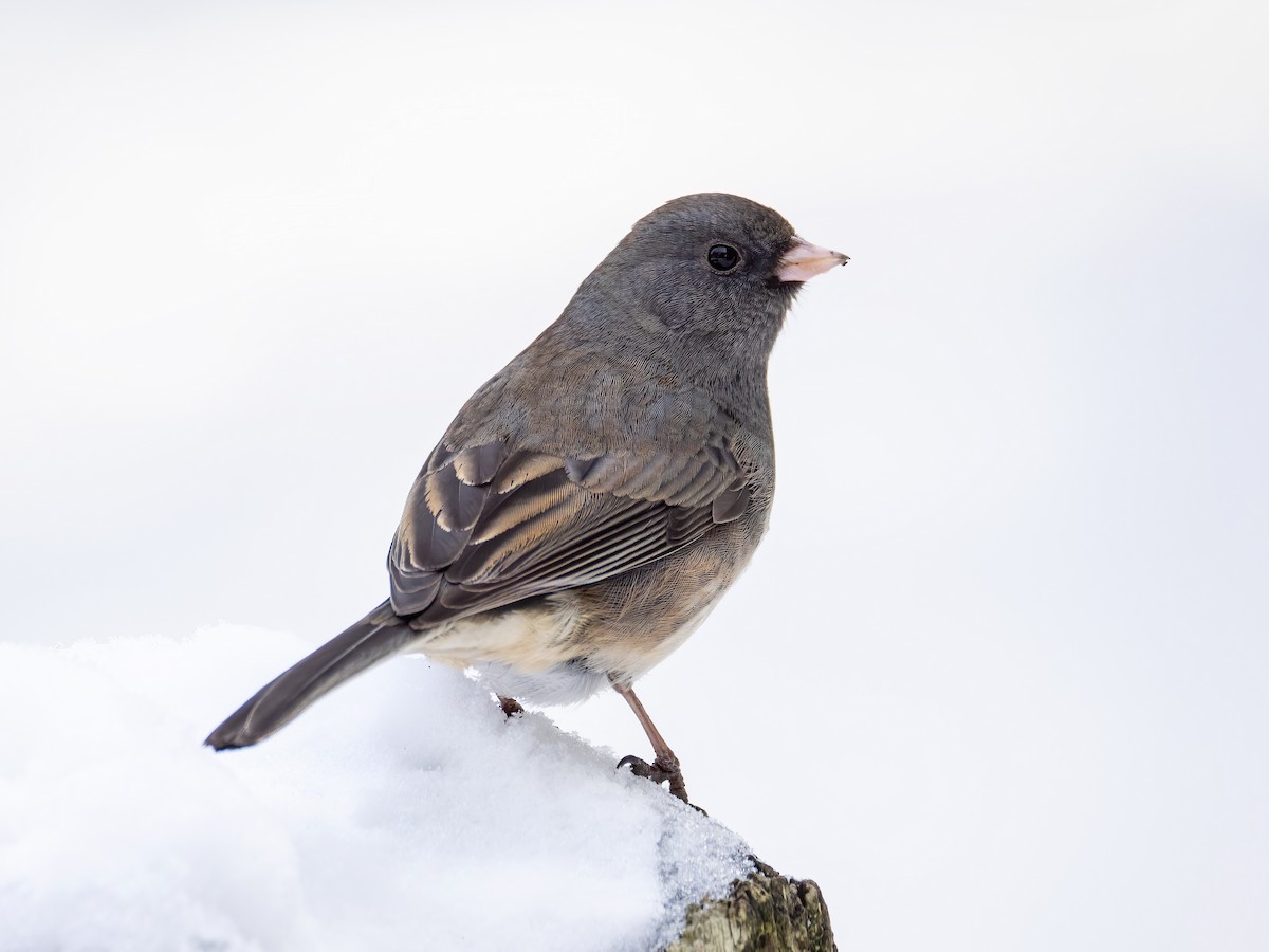 Dark-eyed Junco - ML613733238