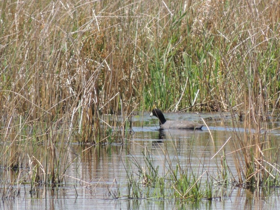 American Coot - ML613733279