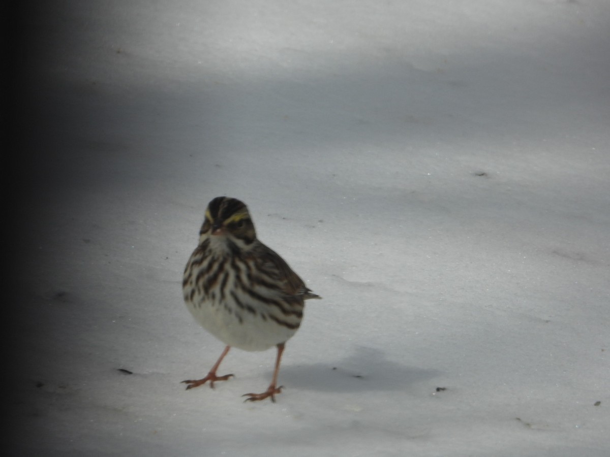 Savannah Sparrow - Sandy Graves