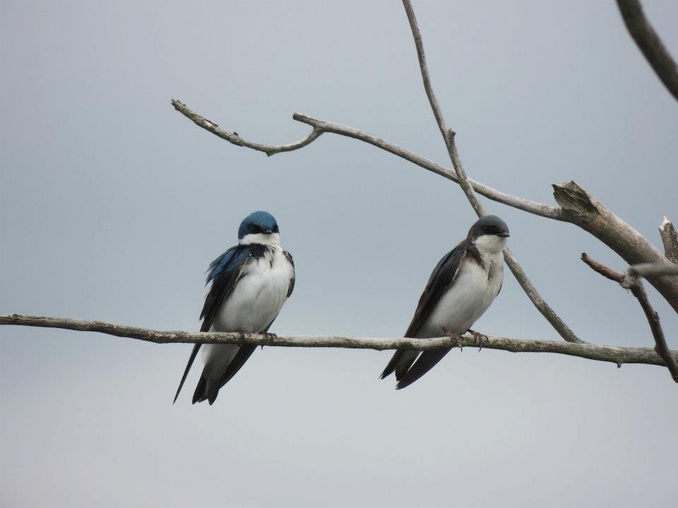 Tree Swallow - ML613733439