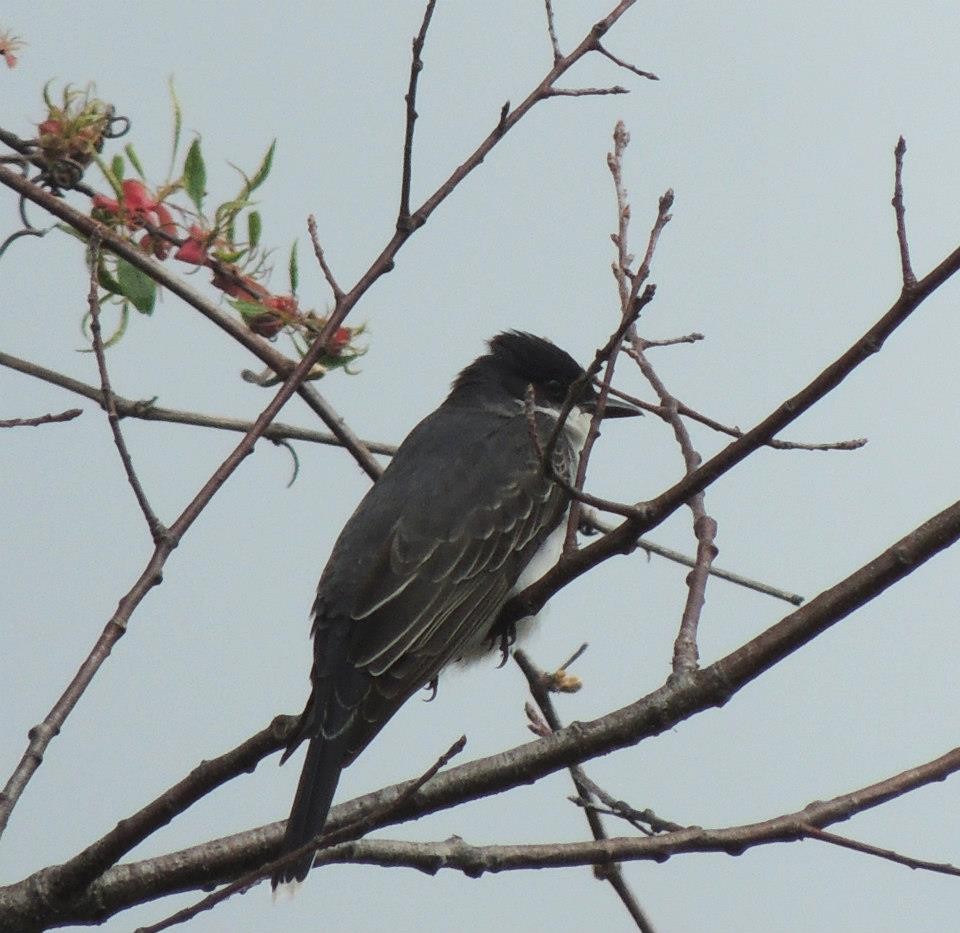 Eastern Kingbird - ML613733452