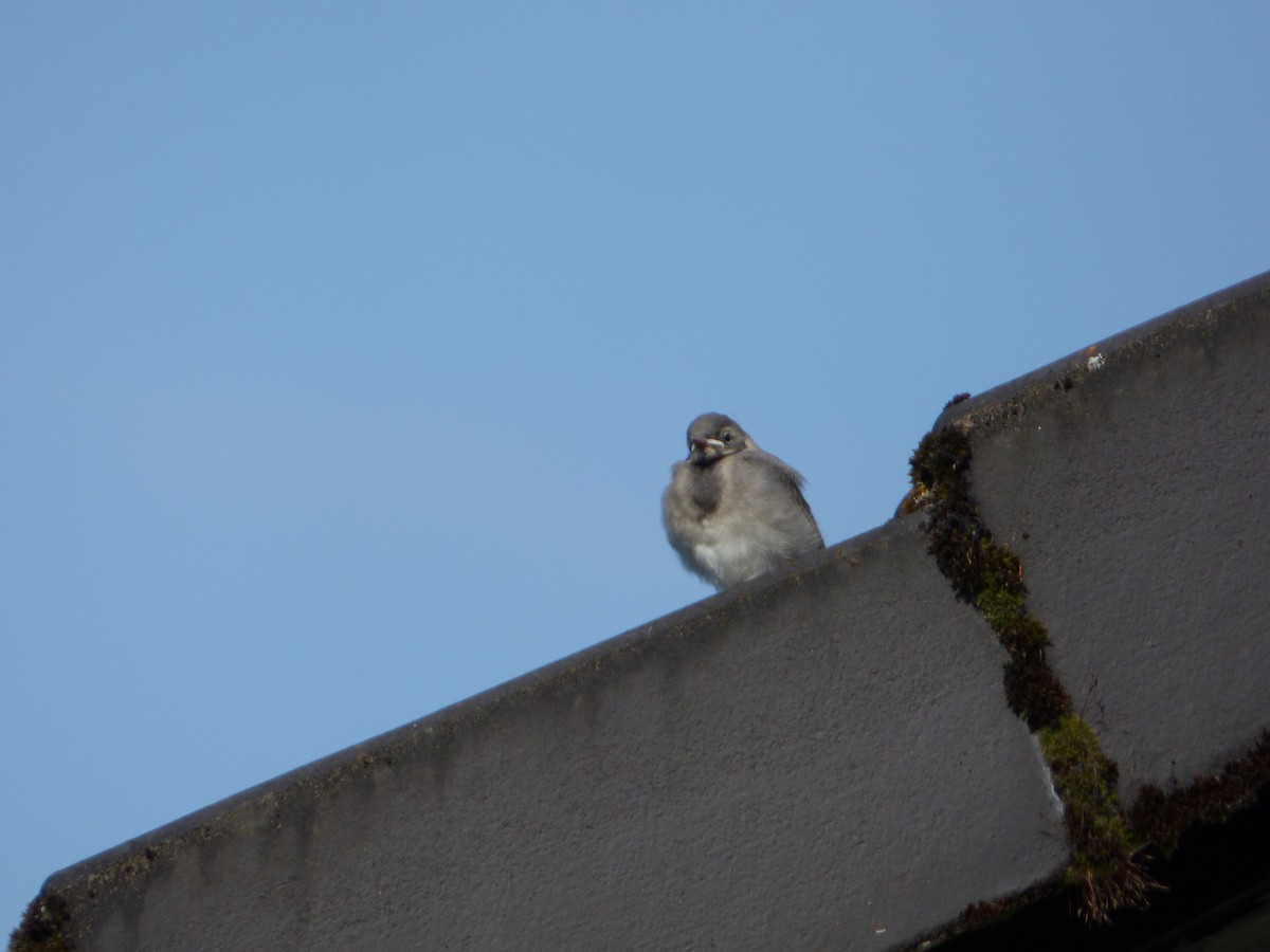 White Wagtail - ML613733512