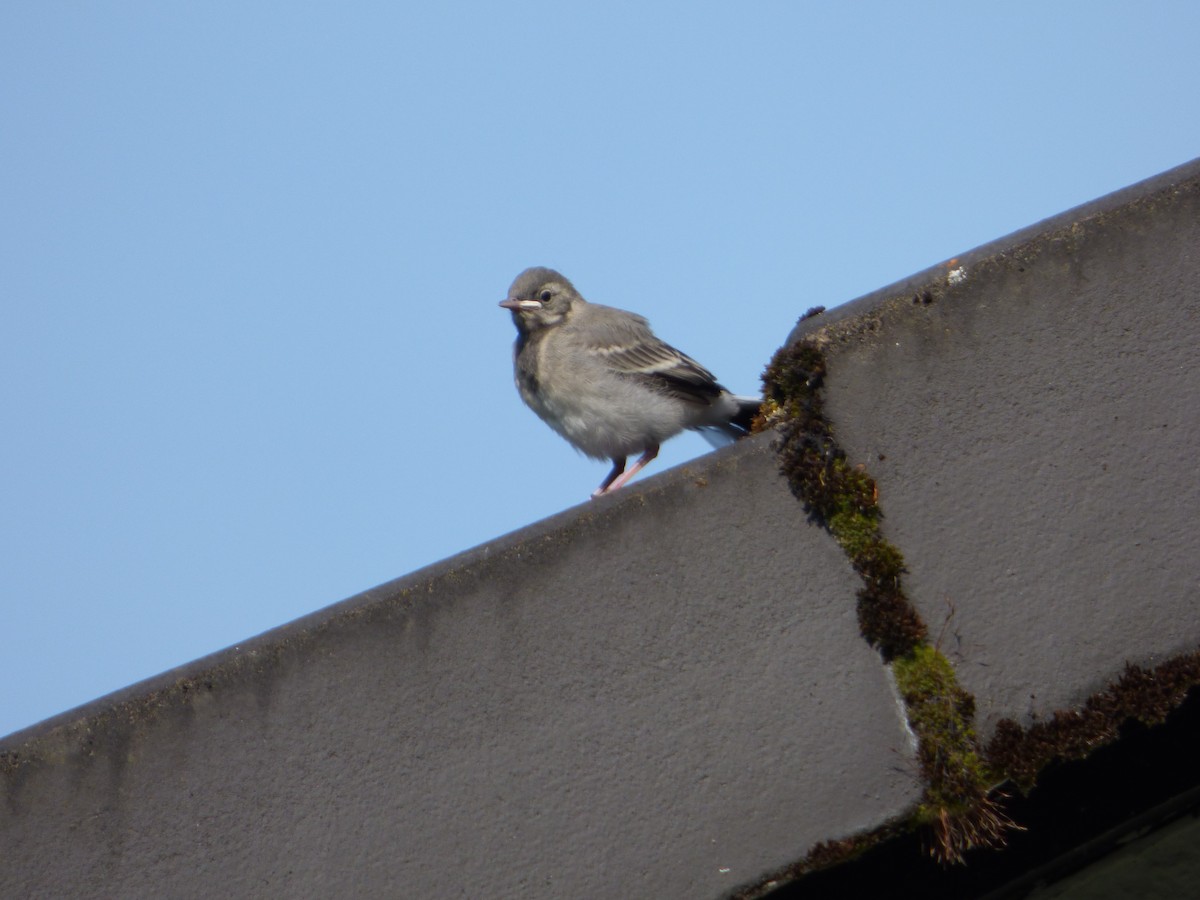 White Wagtail - ML613733513