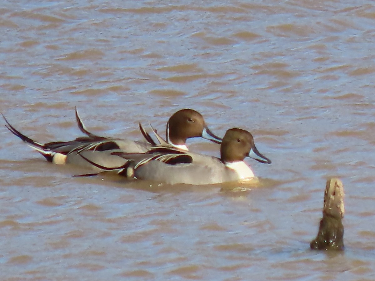 Northern Pintail - ML613733527