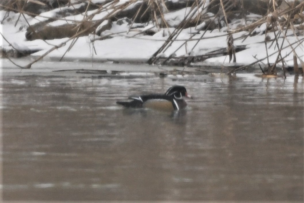 Wood Duck - ML613733565