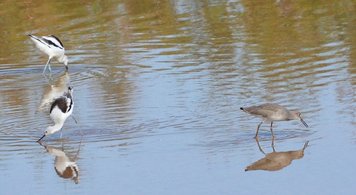 Willet - ML613733669